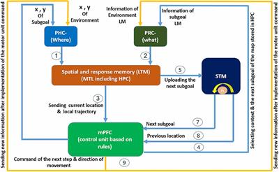 A fuzzy-oscillatory model of medial prefrontal cortex control function in spatial memory retrieval in human navigation function